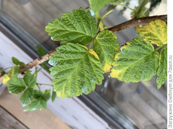 Будто прожилки жёлтые