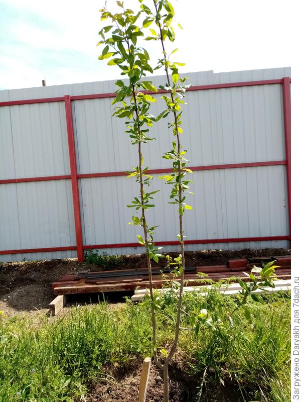 Общий вид. В прошлом году посадил муж. Это дерево я только этой весной увидела.  В каком состоянии саженец пришёл я не видела.