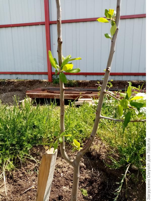 Справа около основания ствола  эта ранка на дереве.