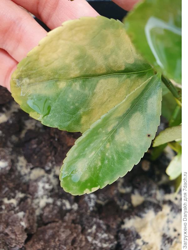 Жёлтый лист