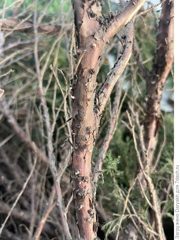 Подозреваю, это молодые корешки