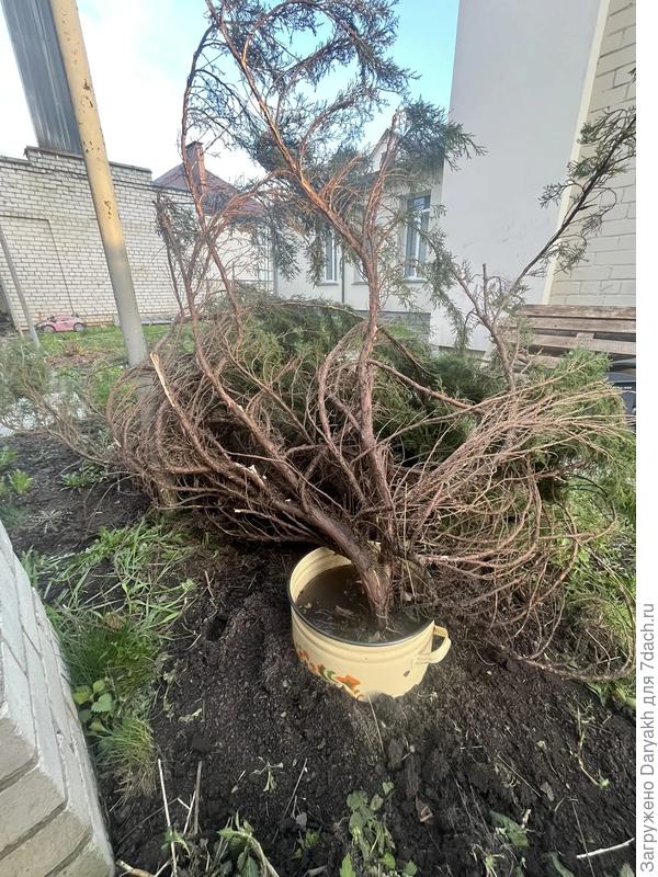 Стоит в корневине