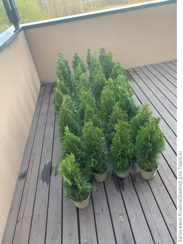 ТУИ ДО ПОСАДКИ с яркой, зеленой хвоей