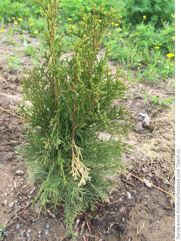 засохла веточка отломившаяся при транспортировке