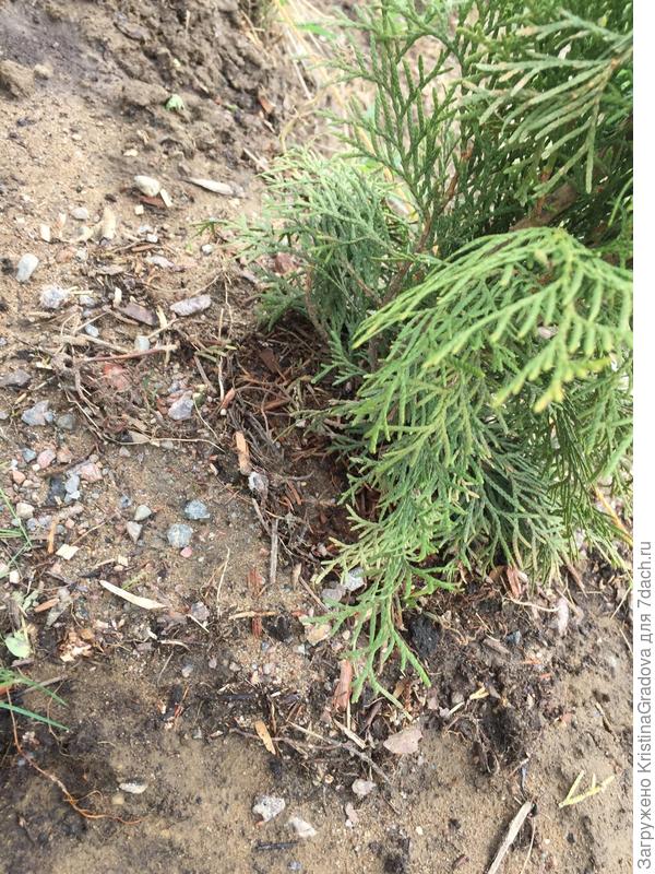 Открыт поверхностный круг корешков  на 0,5-1 см