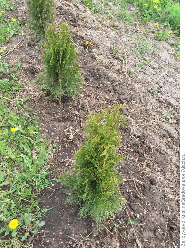 хвоя желтеет, местами кончики белеют