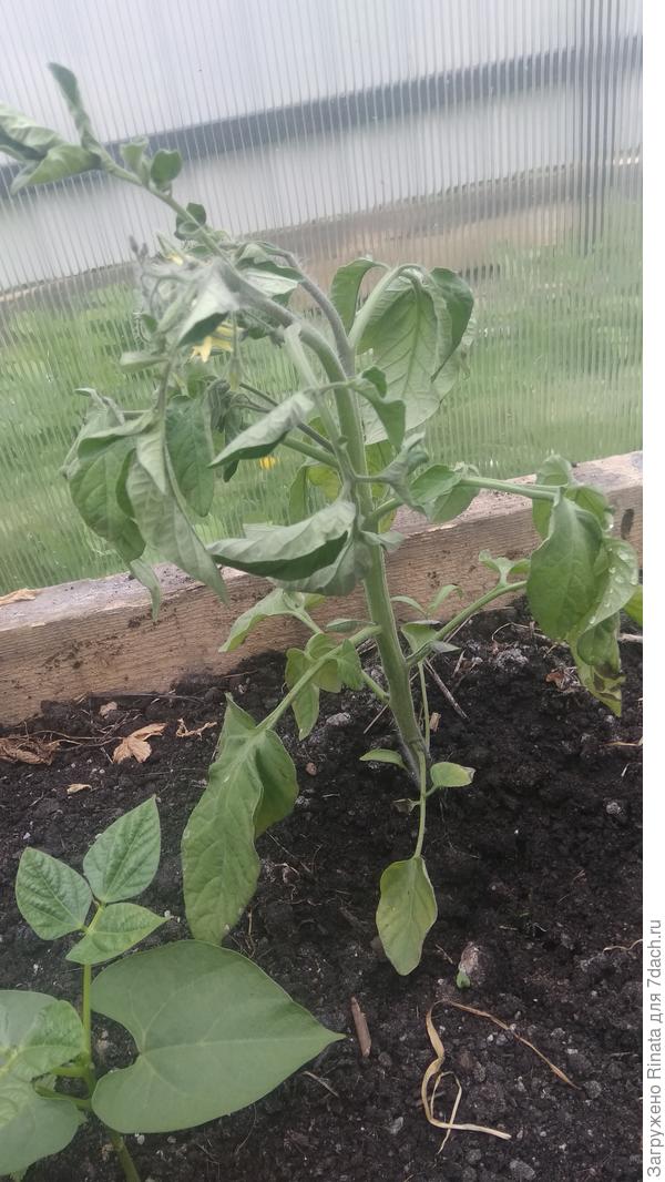 Вот такие стоят невесёлые кустики. Полив обеспечиваю своевременный.