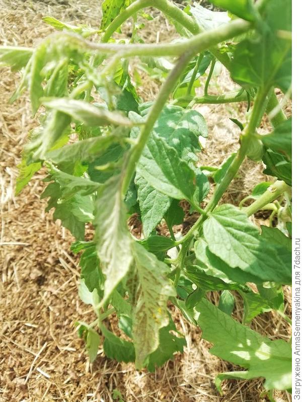 пятна на листьях