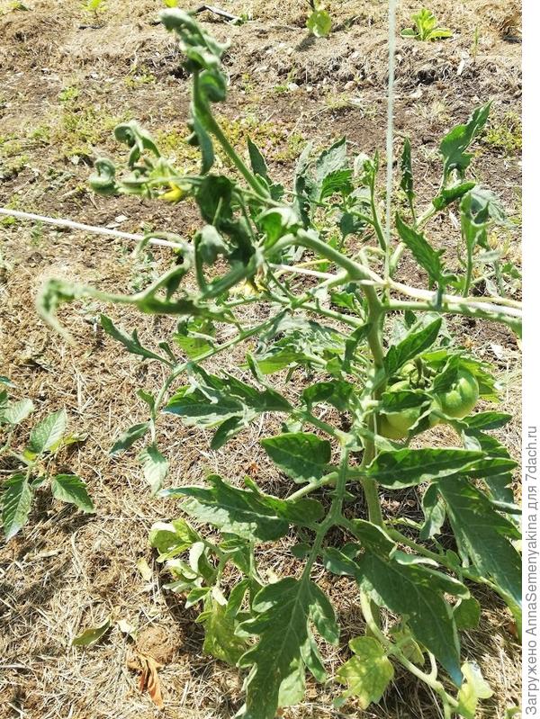 Бычье сердце, верхушка - вверху, влево идет.