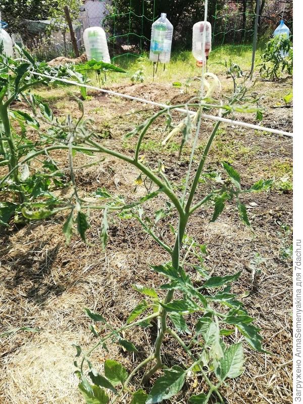 Черри Ира F1