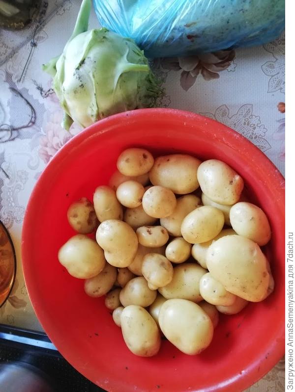 картошка