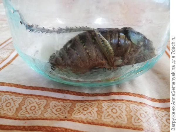 Насекомое - вид сбоку