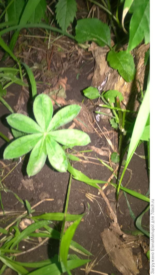 Мой люпин)))