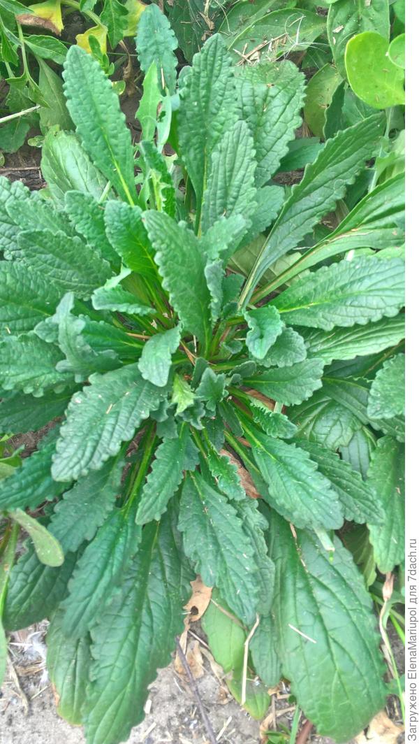 это живучка???