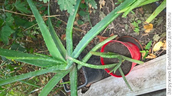 алое или нет?