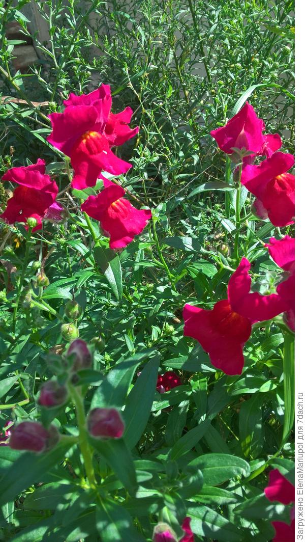 пережил нашу зиму, зацвел весной и цветет по сей день, фото сегодняшнее