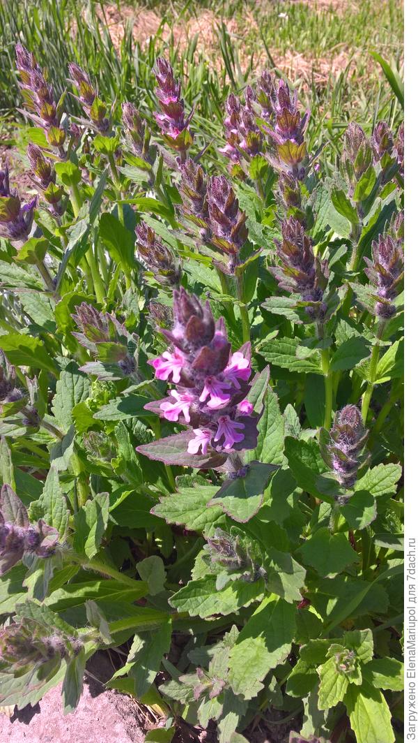 Вот такие свечи. Это живучка?