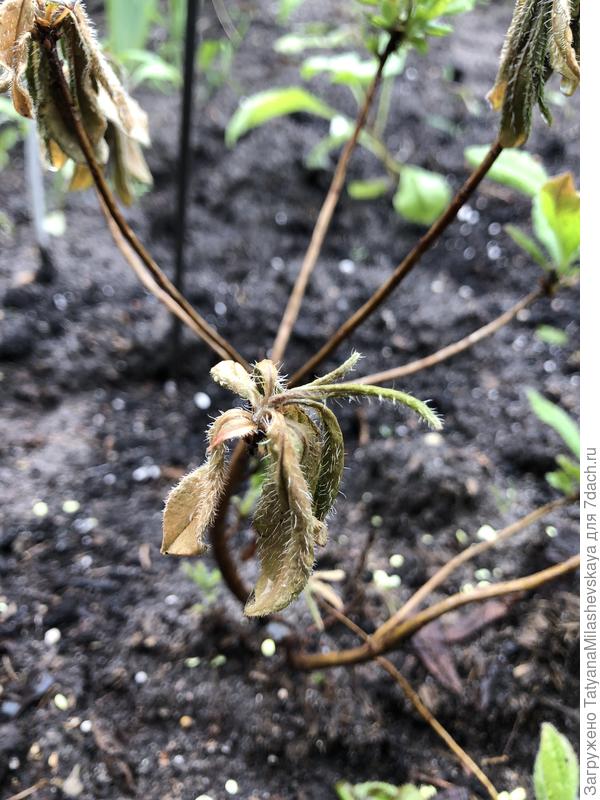 Рододендрон