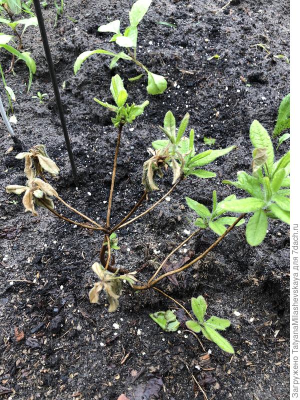 Рододендрон