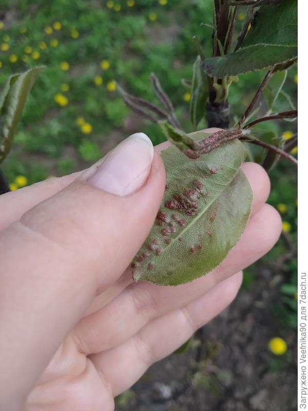 Пораженная внутренняя сторона листа