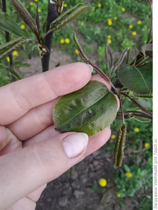 Лист на дереве