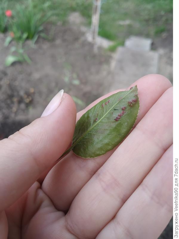 Внутренняя сторона листа