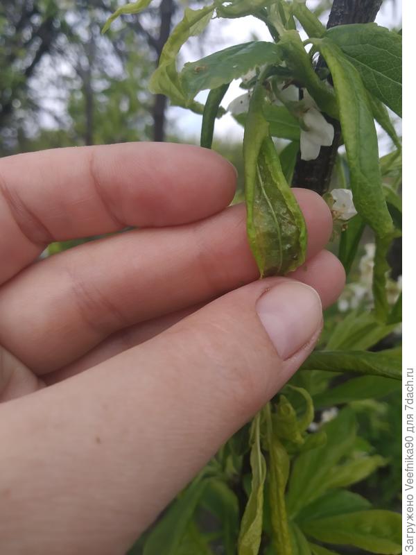 Внутренняя сторона листа