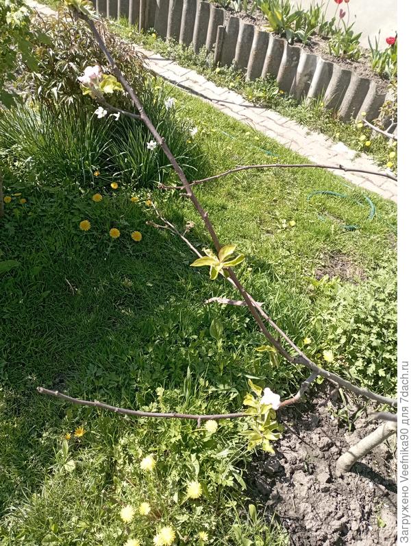 Практически нет цветения