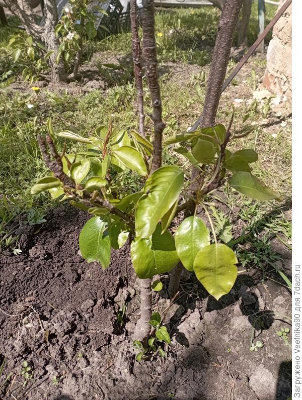 Колоновидная груша (1 год)