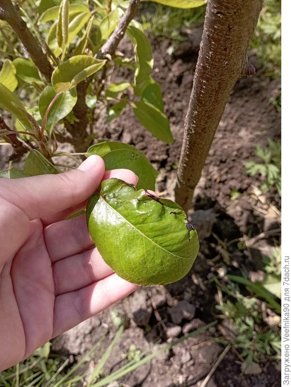 Листья на груше