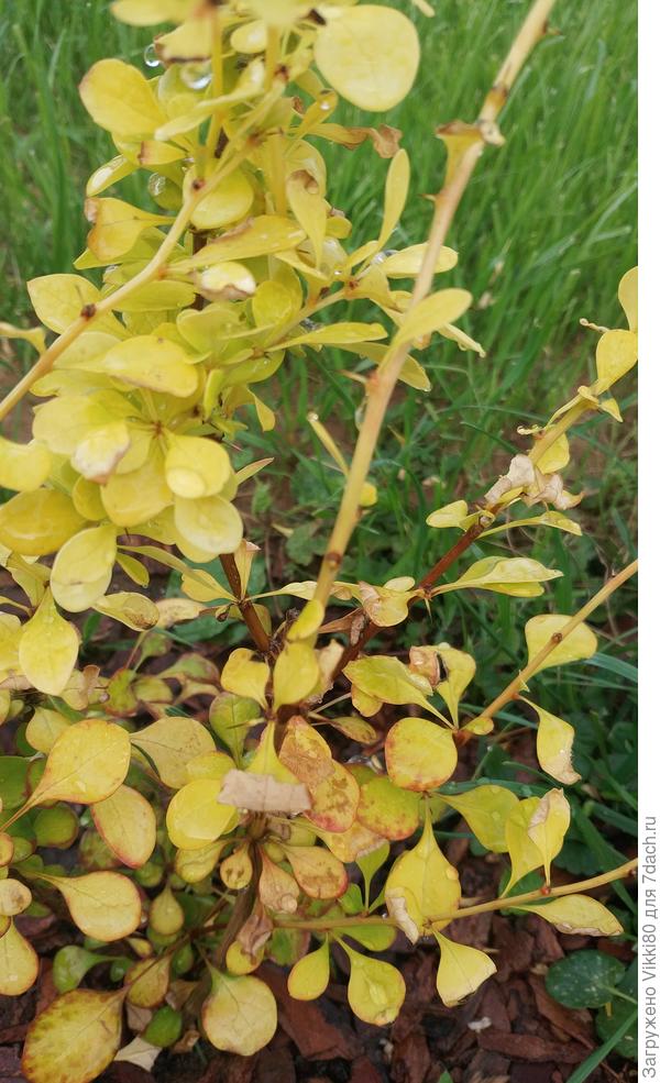 Видно как листики начинают сохнут и сворачиваться от края