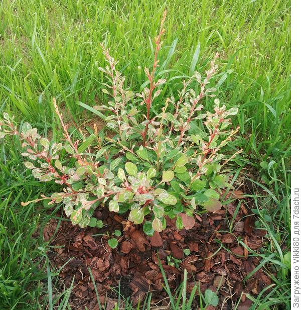 Барбарис Наташа