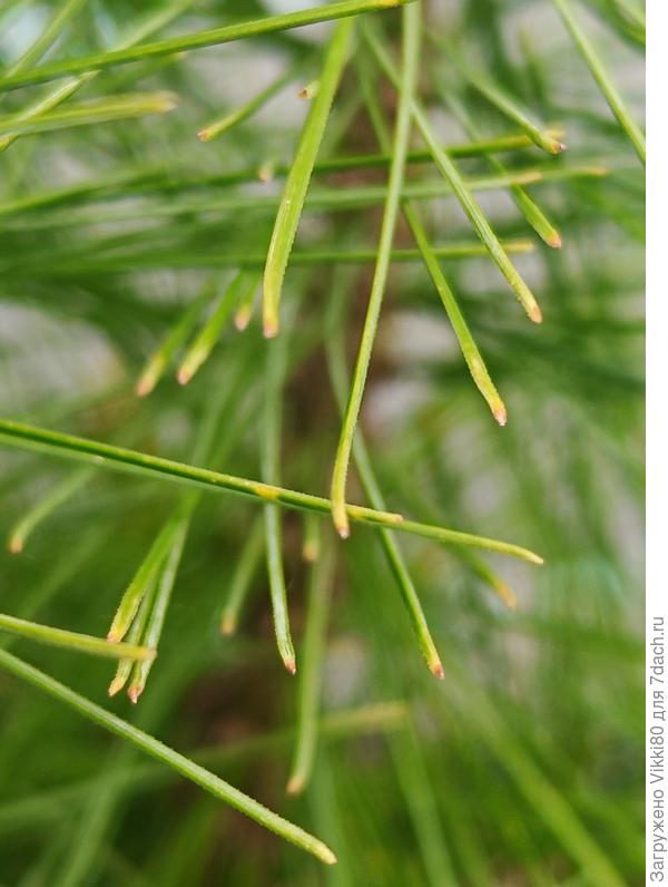 Посадила ее неделю назад в хороший грунт для хвойных, удобрила Зеленой иглой, хорошо пролила. Что это с ней? Вчера притенила, т. к. сидит на солнышке.