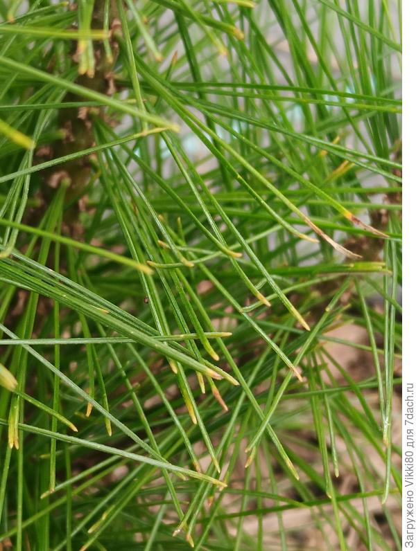 Некоторые кончики уже сухие