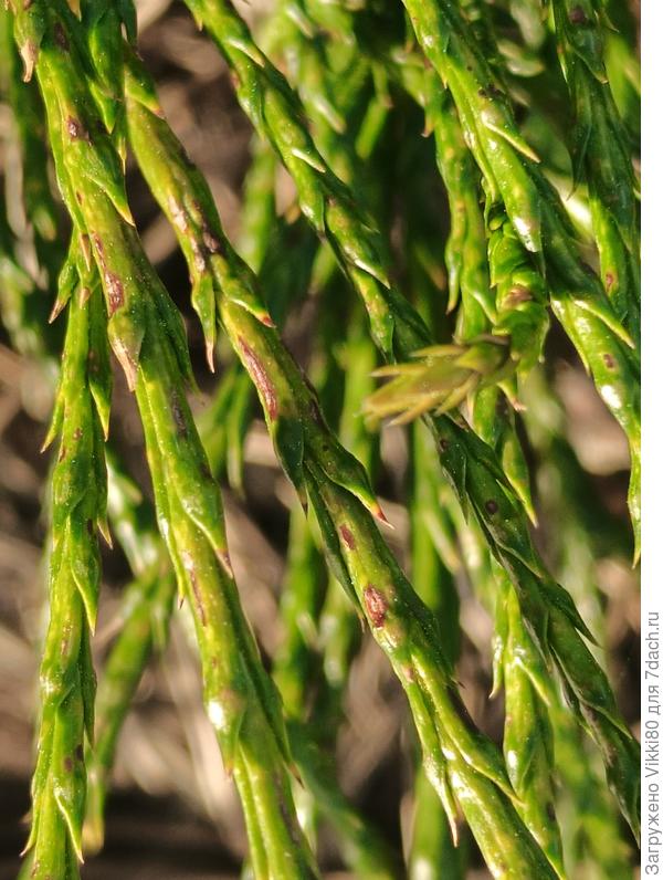 Туя Випкорд