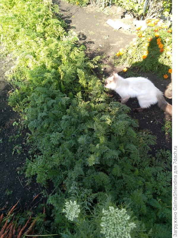 котик помощник