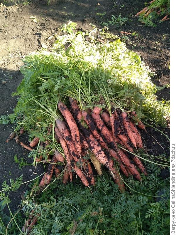Выкопанная морковь