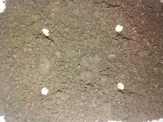 семена в земле