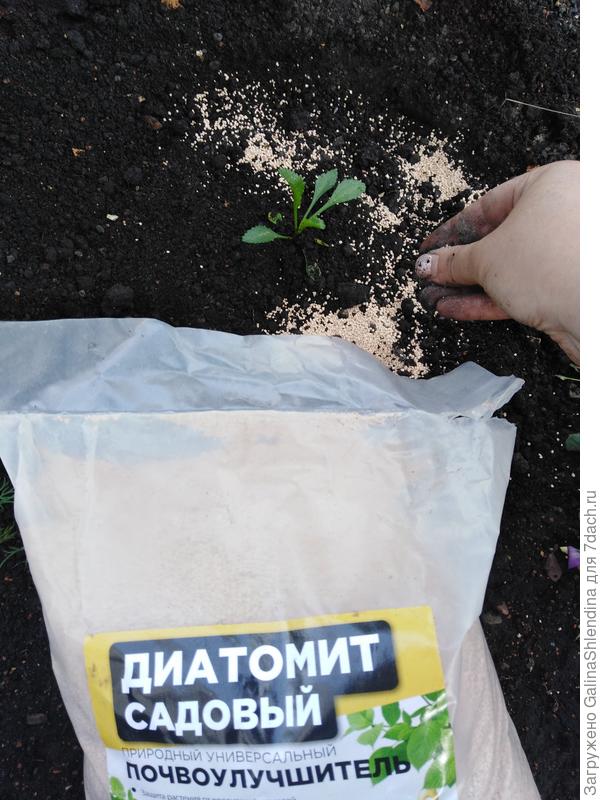 диатомит
