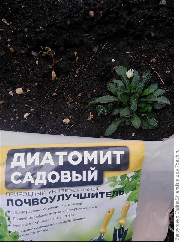 диатомит