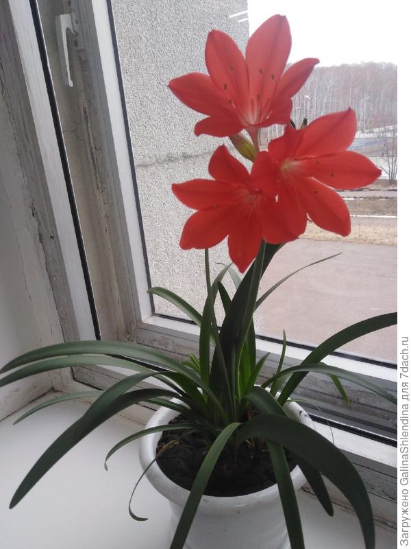 цветок
