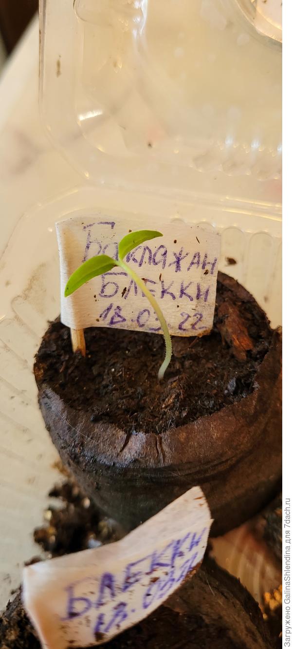 Появились листики