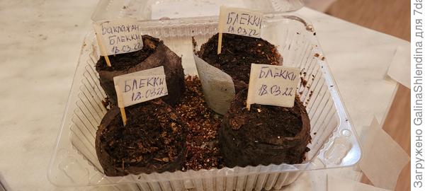 Посадка семян