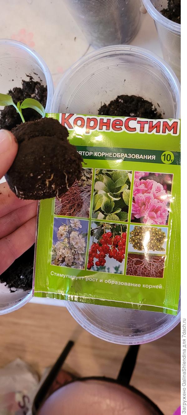 Пересадка в грунт