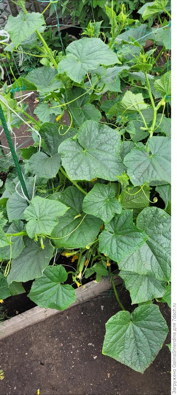 Теплица Огурец Молодец Купить На Озон