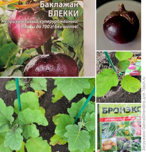 Баклажан