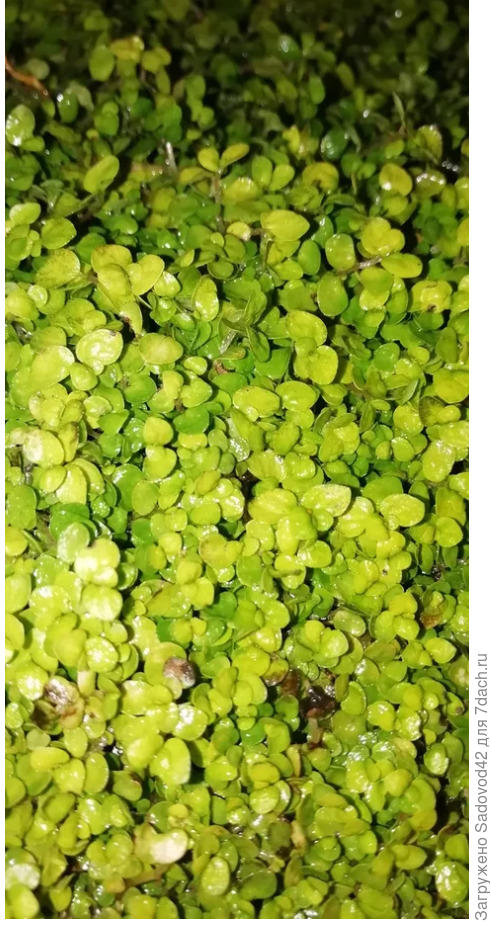 Добавил листики вблизи, они очччень мелкие каждый лист 3-5 мм. У вербейника монетчатого лист просто лопух по сравнению с этим.