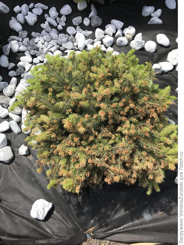 нидиформис