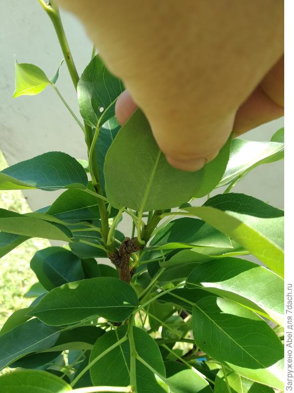 Место раздвоения