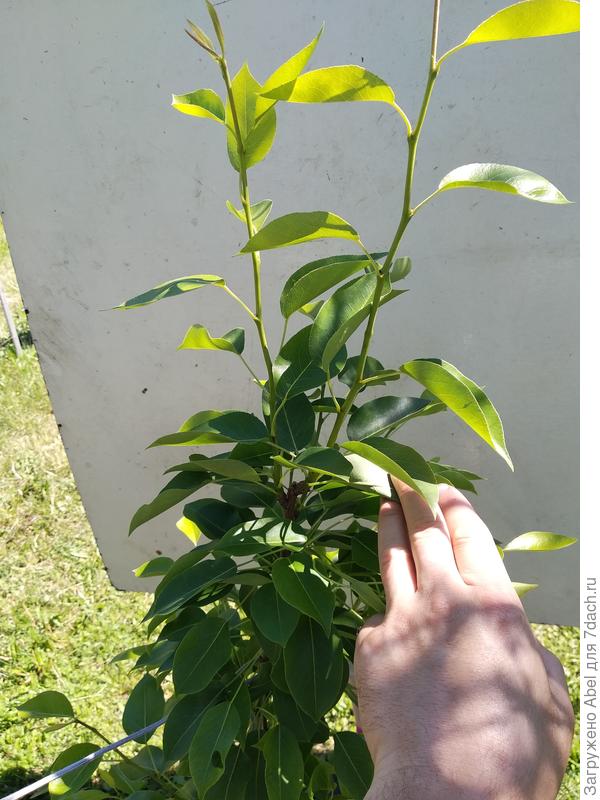 Раздвоение